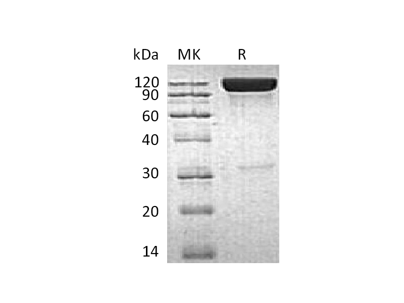 Recombinant Human ICAM-1 (C-Fc)