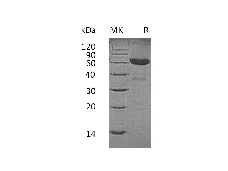 Recombinant Human CD7 (C-Fc)