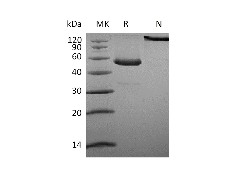 Recombinant Human CD27L (C-Fc)