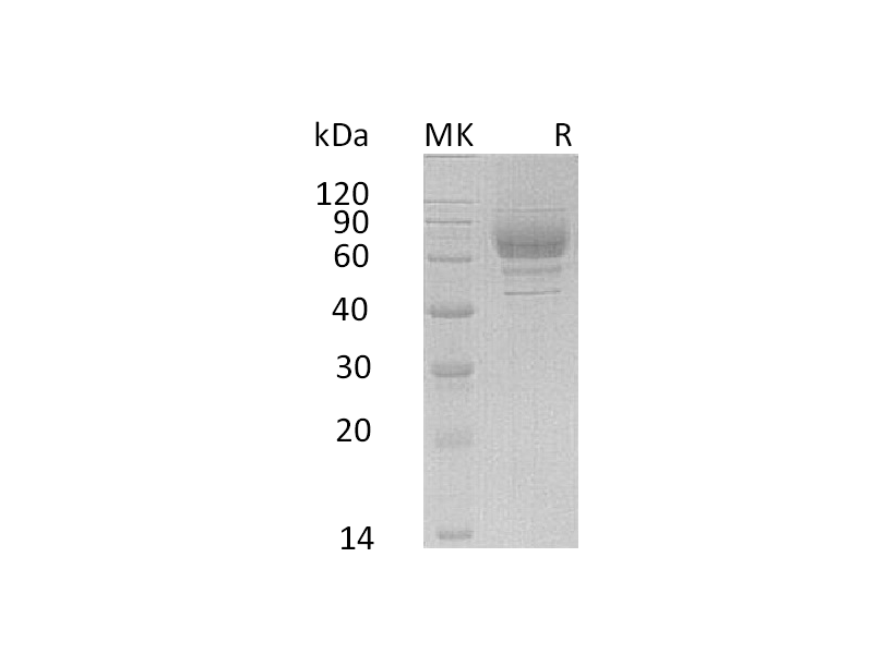 Recombinant Human LILRA3 (C-6His)