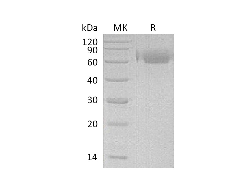 Recombinant Human LILRA2 (C-6His)