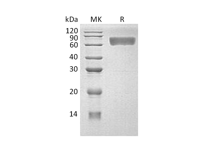 Recombinant Human CD98 (C-6His)