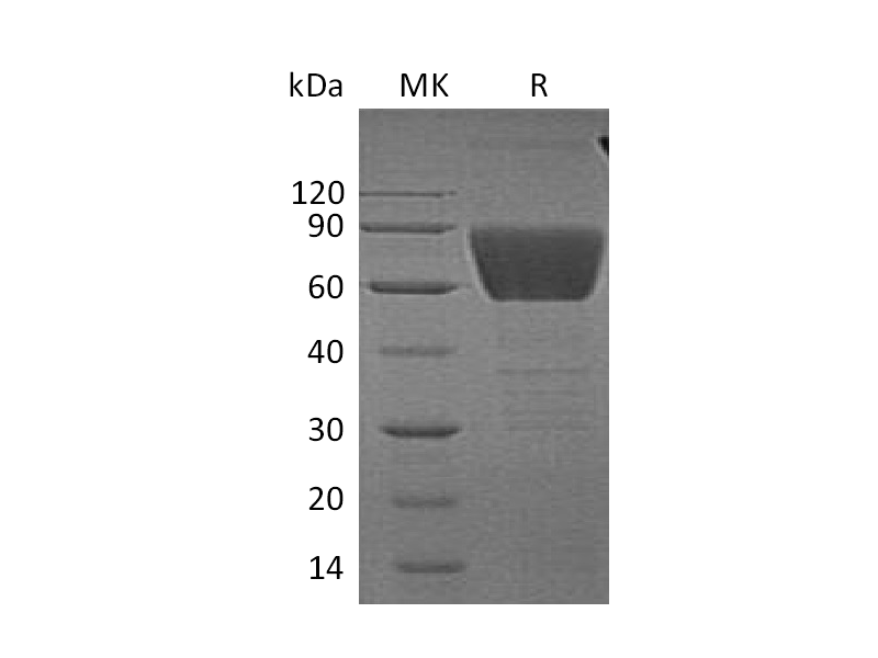 Recombinant Human CD99L2 (C-Fc)