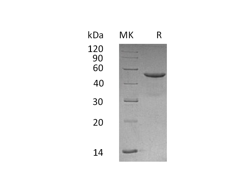 Recombinant Human CD99 (C-Fc)