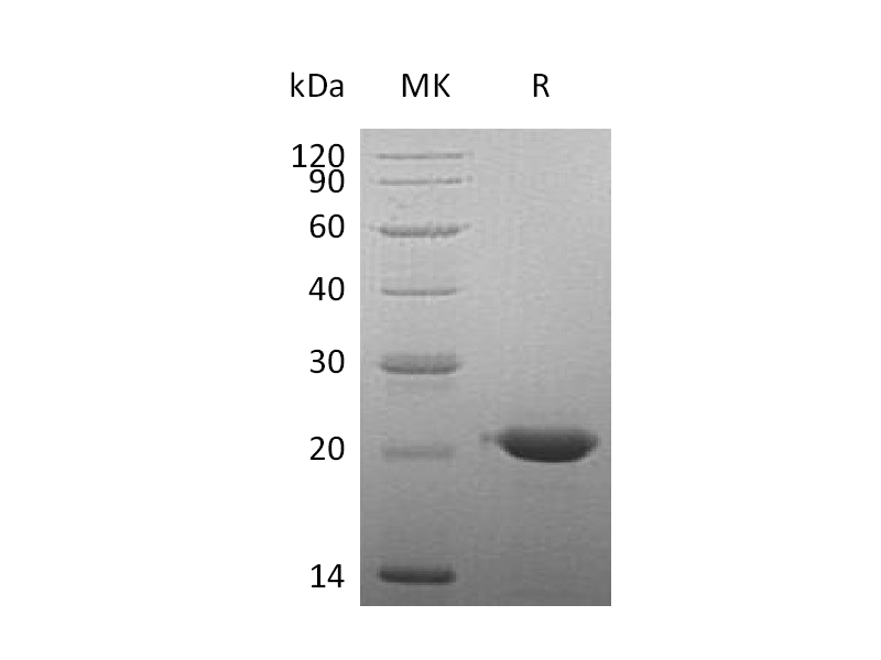 Recombinant Human CLEC3B (C-6His)