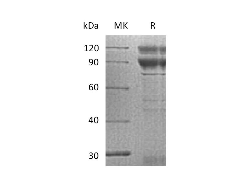 Recombinant Human Coagulation Factor X (C-Fc)