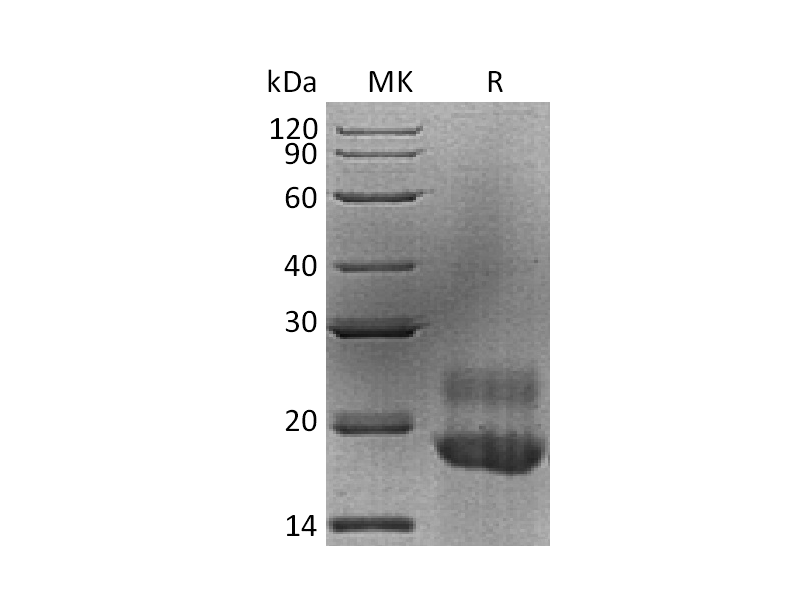 Recombinant Human CTGF