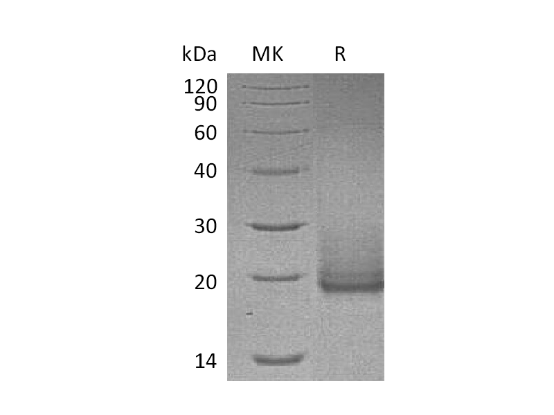 Recombinant Human Cryptic (C-6His)