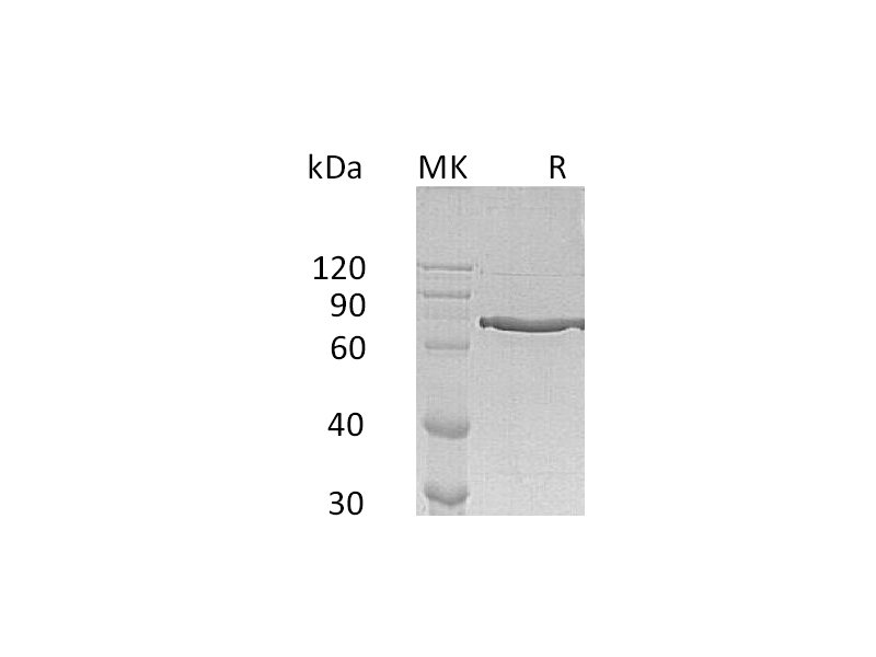 Recombinant Human Cyr61 (C-Fc)