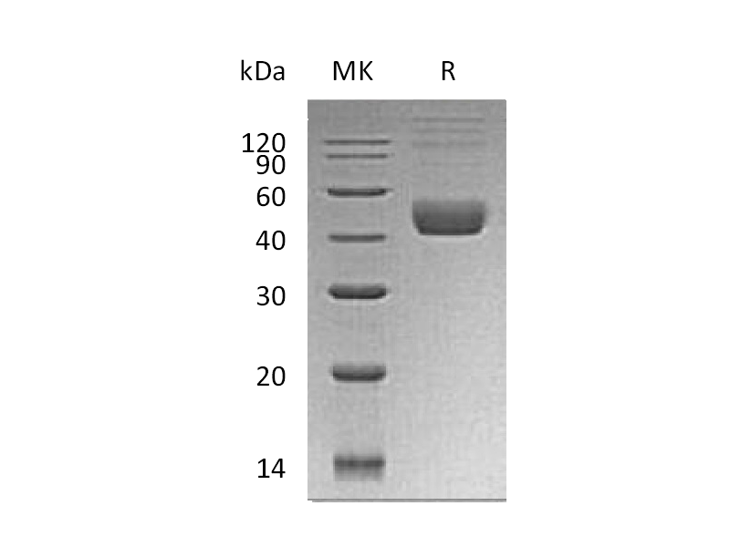Recombinant Human CTLA-4 (C-GST)