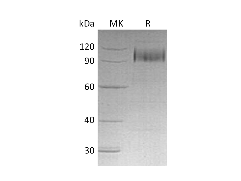 Recombinant Human EGFR (C-6His)
