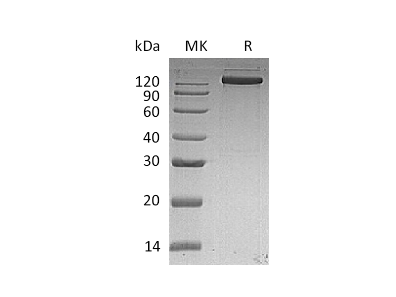 Recombinant Human EGFR (C-Fc)