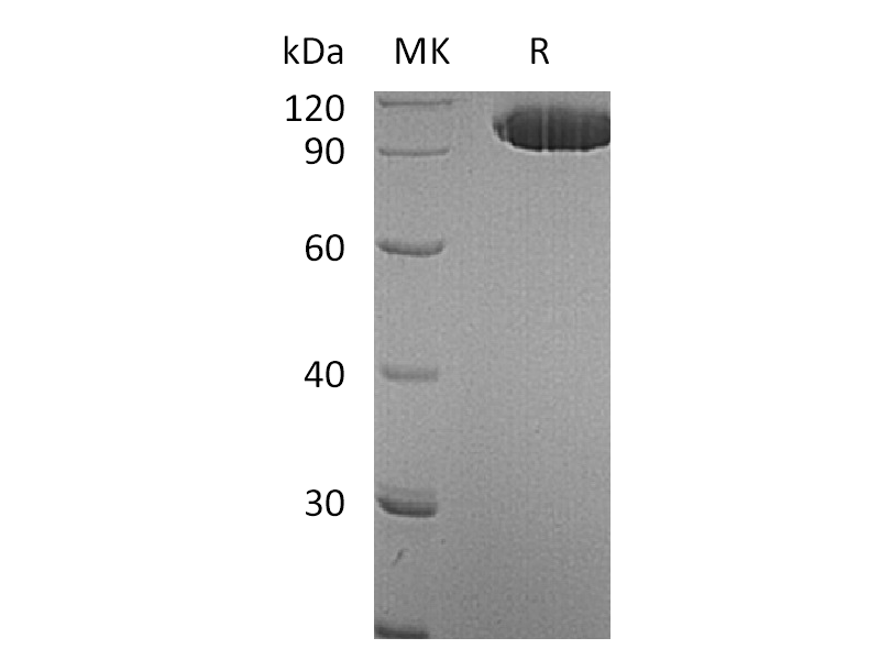 Recombinant Human EphA2 (C-Fc)