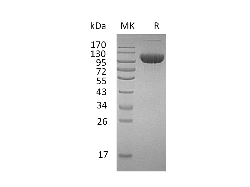 Recombinant Human FGF R3 (C-Fc)