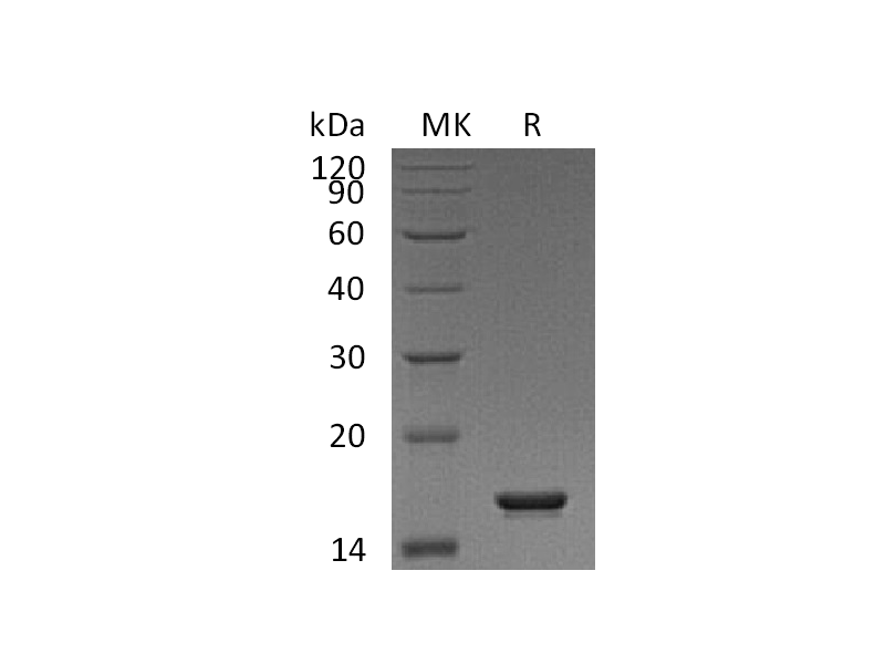 Recombinant Human FKBP2 (C-6His)