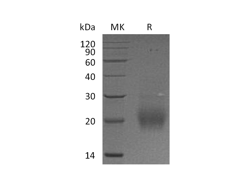 Recombinant Human FSHB (C-6His)