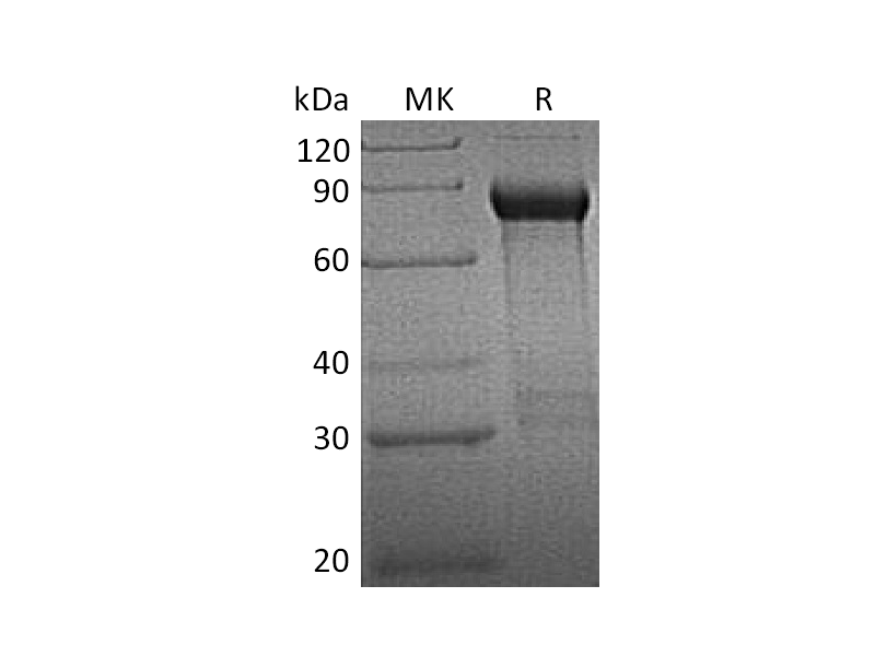 Recombinant Human GFRA1 (C-Fc)