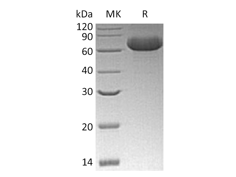 Recombinant Human GFRA2 (C-6His)