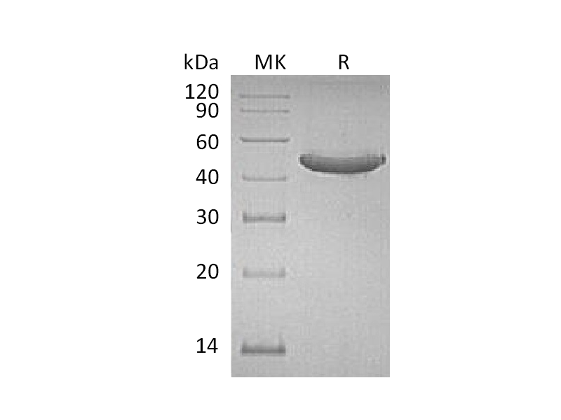 Recombinant Human GITR (C-Fc)