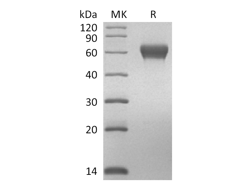 Recombinant Human GLP1R (Arg24-Tyr145) (C-Fc)