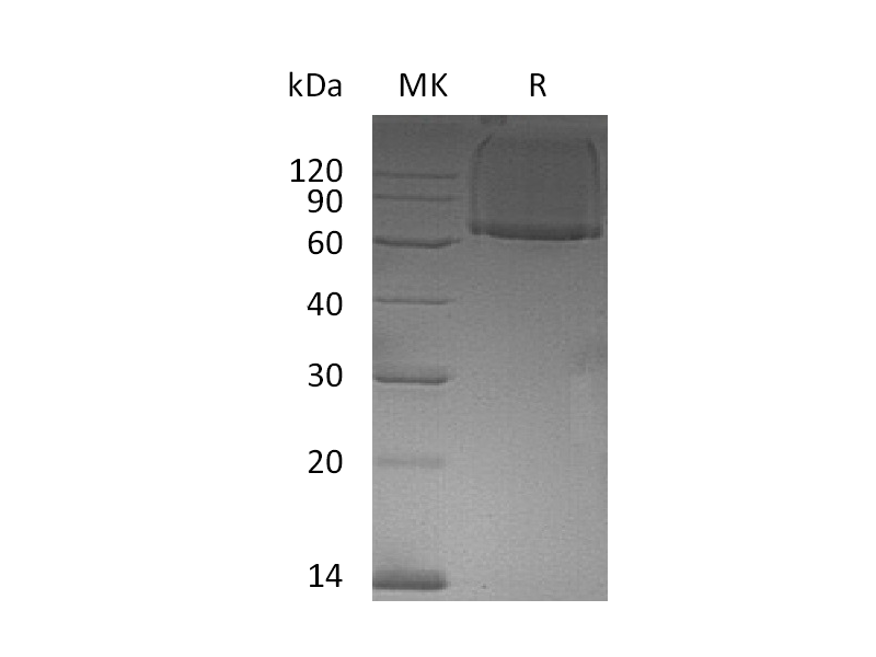 Recombinant Human GPC1 (N-6His)