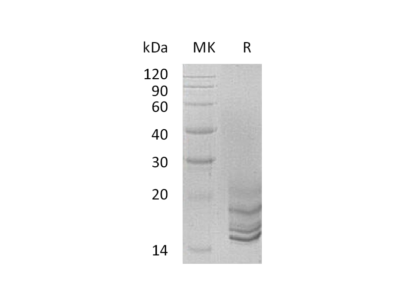 Recombinant Human GNRH2 (C-6His)