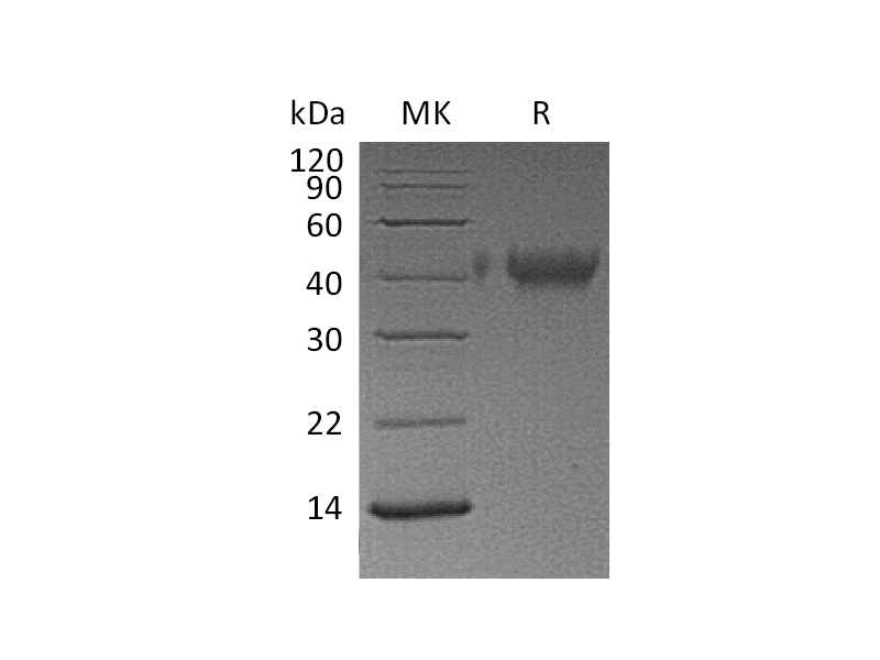 Recombinant Human TIM-3 (C-6His)