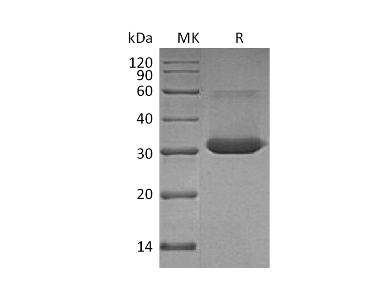 Recombinant Human IgG4 Fc (224AA)