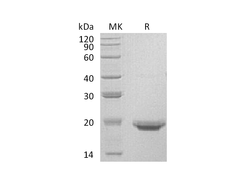 Recombinant Human IL-17F (C-6His)