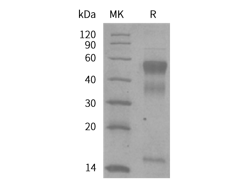 Recombinant Human INHBC (C-6His)