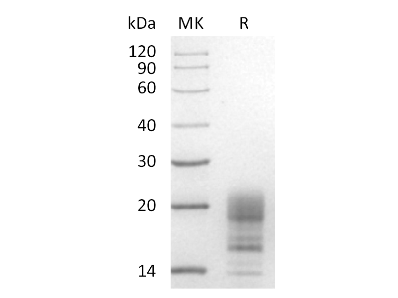 Recombinant Human INSL3 (C-6His)