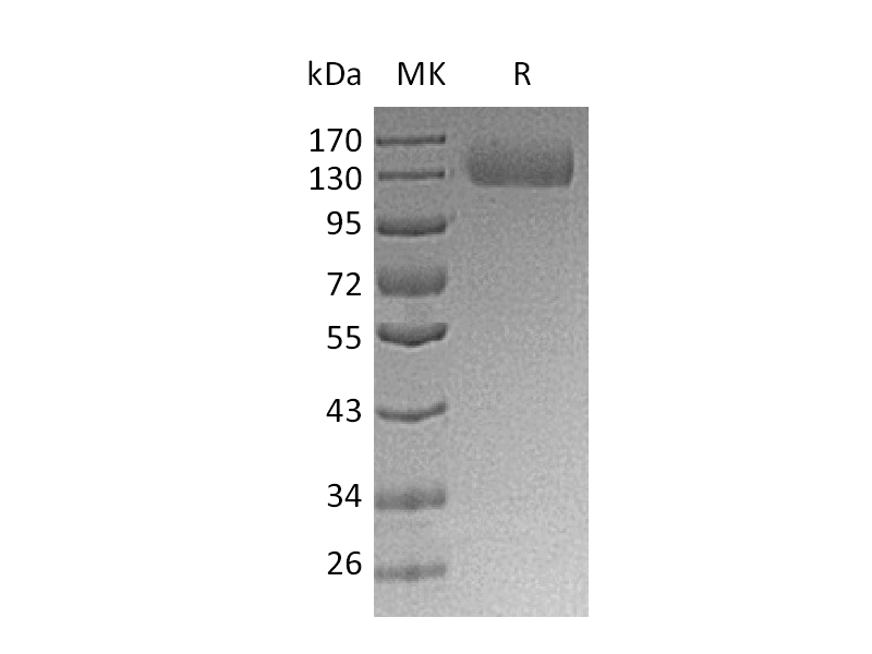 Recombinant Human ITGA5 (C-6His)
