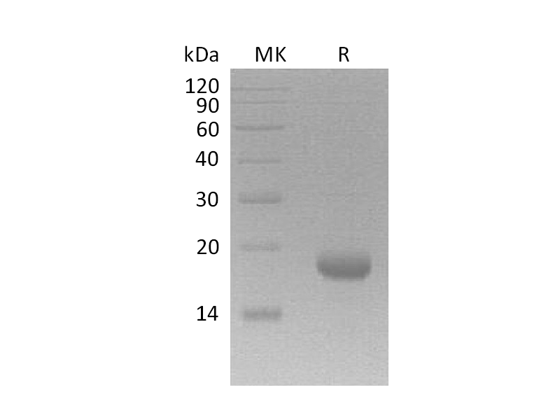Recombinant Human IL-17F
