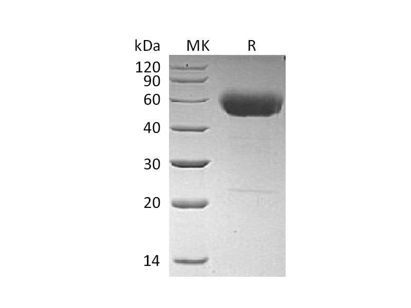 Recombinant Human IL-22 (C-hIgG2 Fc)