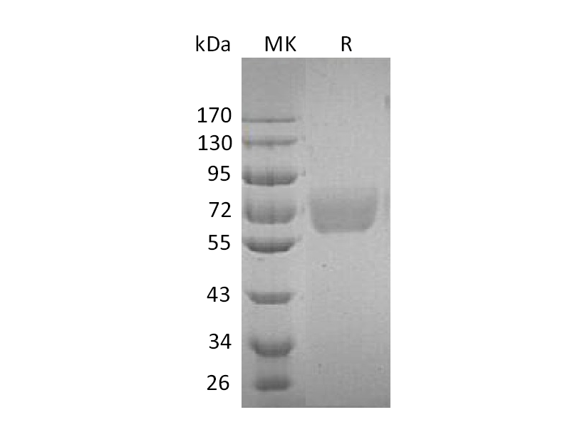 Recombinant Human IL-4 RA (C-Fc)