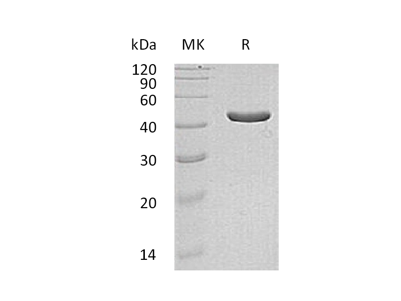 Recombinant Human IDH1 (C-6His,Mammalian)