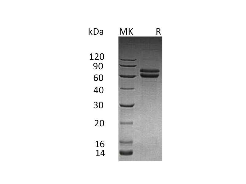 Recombinant Human JAM-B (C-Fc)