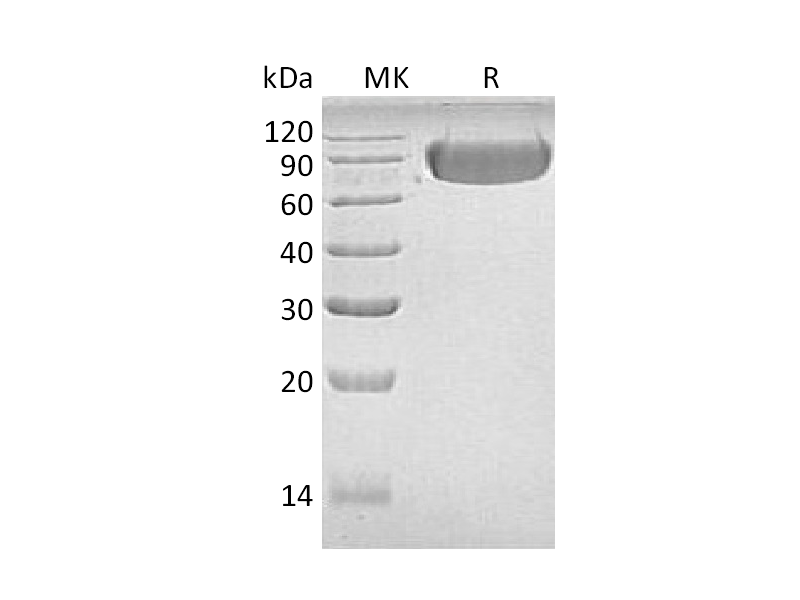 Recombinant Human LAG-3 (C-Fc)