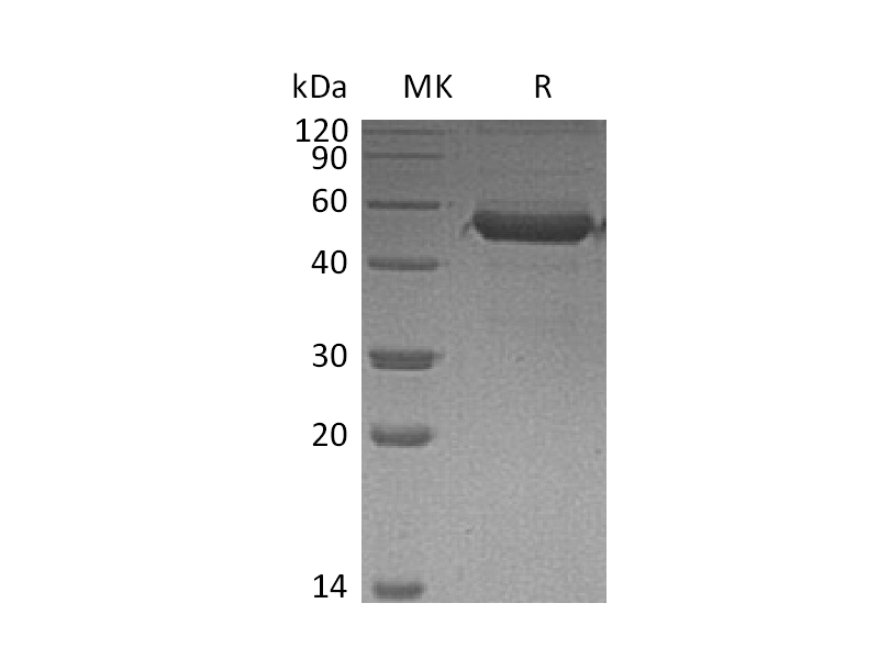 Recombinant Human MD-1 (C-Fc)