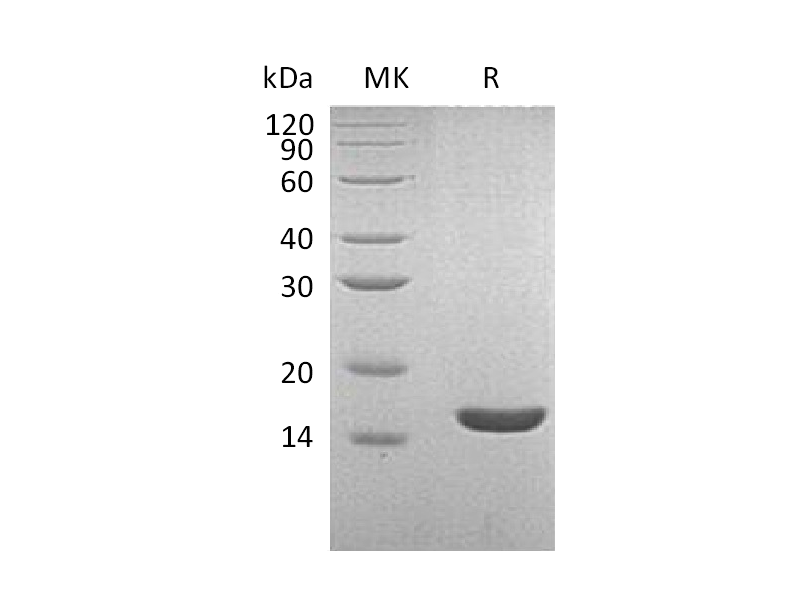 Recombinant Human Lysozyme C (C-6His)