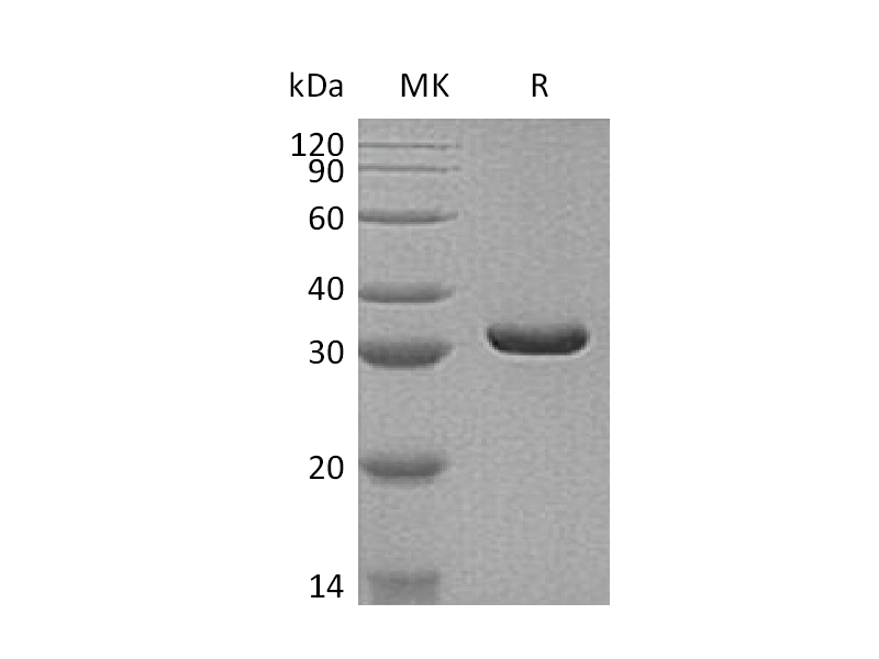 Recombinant Human MDH2 (C-6His)