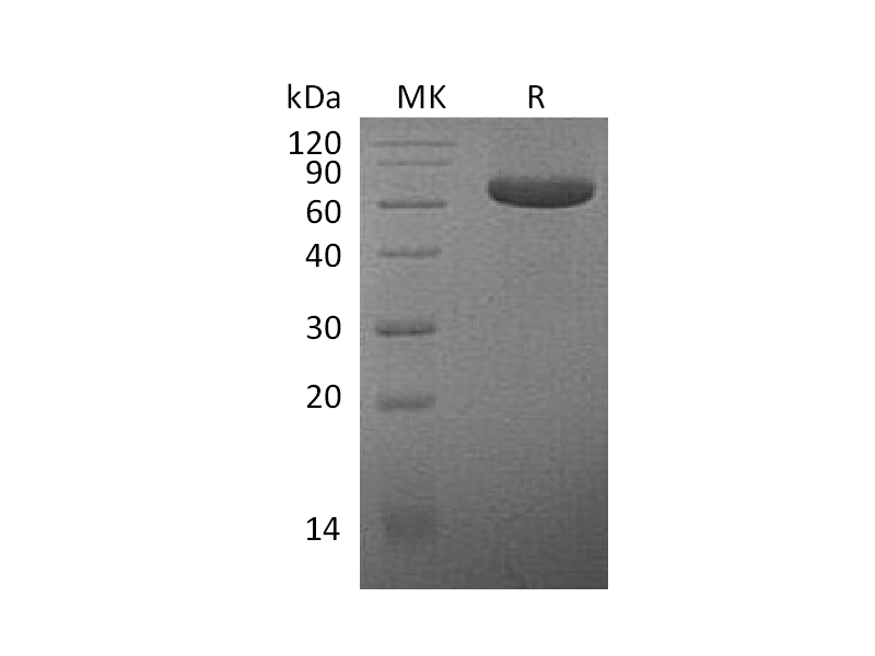 Recombinant Human MPF (C-Fc)