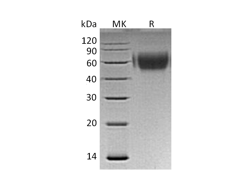 Recombinant Human MICA (C-6His)