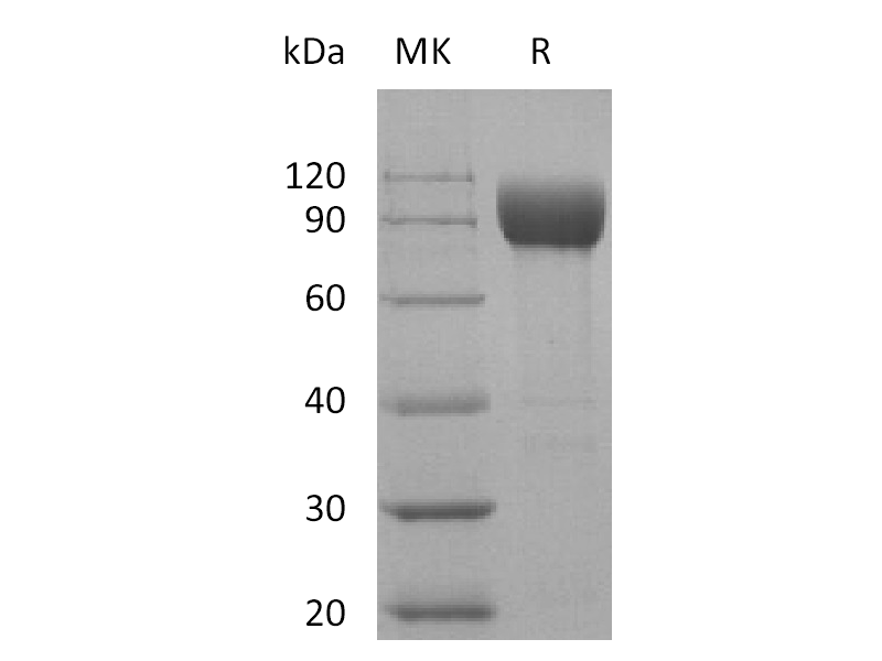Recombinant Human MICA (C-Fc)