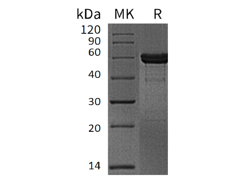 Recombinant Human MMP-3 (C-6His)