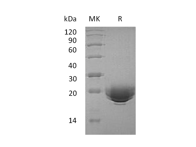 Recombinant Human MOG (C-6His)