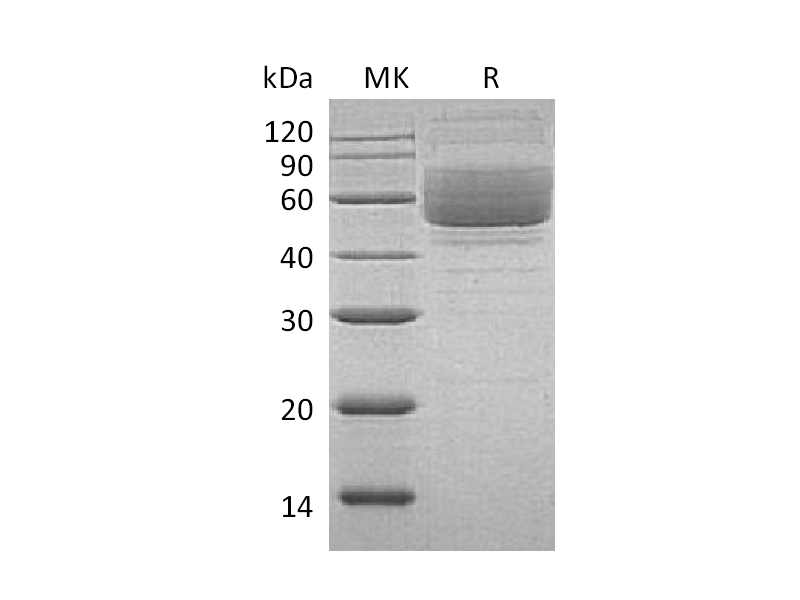 Recombinant Human Mucin-1 (C-Fc)