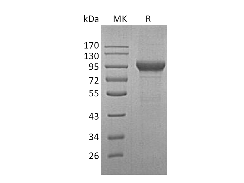 Recombinant Human MPO (C-10His)