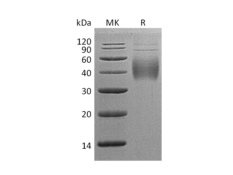 Recombinant Human CD244  (C-6His)