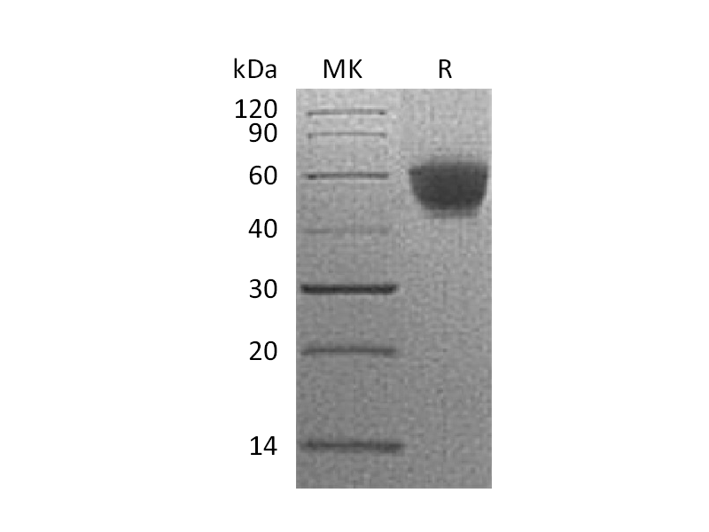 Recombinant Human NKG2D (N-Fc)